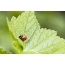 Ladybug บนใบไม้