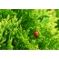 Ladybug. Photos from Italy