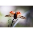 Ladybug takes off