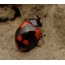 Ladybug Exochomus สี่จุด (Exochomus quadripustulatus)