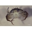 Grass crab (Carcinus aestuarii)