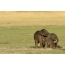 Elephants are playing