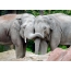 ช้างเอเชียในสวนสัตว์ของไฮเดลเบิร์ก ประเทศเยอรมัน