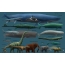 ช้างปลาวาฬสีน้ำเงินและสัตว์ทรงกลมขนาดใหญ่อื่น ๆ