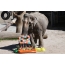 ช้าง Rani จากสวนสัตว์เยอรมัน Karlsruhe มีอายุ 62 ปี