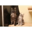 Γάτα και γατάκι maine κουπονιού