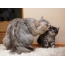 Siberian cat with a kitten
