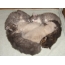 Siberian cat with kittens