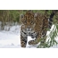 Jaguar in the snow