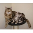 Kuril bobtail: photo of a cat with a kitten