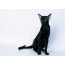 Oriental black cat