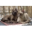 A pair of Burmese cats