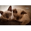 แมวพม่า, ภาพถ่ายของ Pamela Kingsley