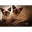 แมวพม่า, ภาพถ่ายของ Pamela Kingsley