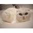 สก็อตสีขาวพับแมวในอ่างล้างจาน
