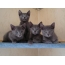 ลูกแมวสีน้ำเงินของรัสเซีย