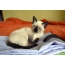 ტაილანდური კატა: კინოს ფოტო