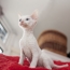 Λευκό γατάκι Cornish Rex
