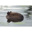 Capybara ในน้ำ