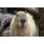 ปากกระบอกปืน Capybara