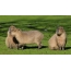 Capybara บนฝั่ง