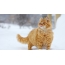 Κόκκινη γάτα στο χιόνι