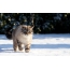 Φωτογραφία μιας γάτας το χειμώνα