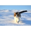 Φωτογραφία μιας γάτας το χειμώνα