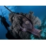 ปลาหมึกของฟาโรห์ถูกเจาะโดยนักดำน้ำทำให้เกิดหมึกสีม่วง