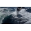 GIF picture: killer whale