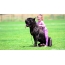 Cane Corso with a child