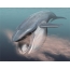 ปลาวาฬสีฟ้าฟีดใน krill