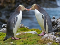 Mga penguin