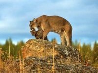 Ama-cougars