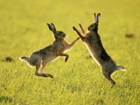 ארנבות