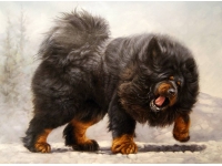 Tibetansk mastiff: