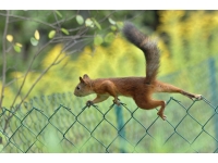 Veverica