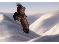Griffon Vulture: og be...