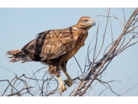 Steppe Eagle: Għasafar