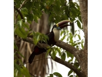 Toucan: পাখি