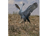 Crane: Burung