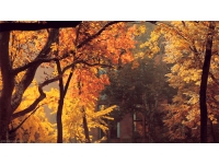GIF: Autumnus
