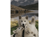 Masasamang wolves