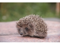 I hedgehog