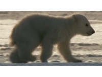 Gif: polar bear