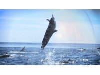 Delfin gif