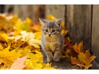 : kucing di musim gugur