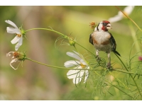 Goldfinch: Fuglar