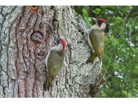 I-woodpecker eluhlaza