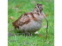Woodcock: πουλιά